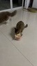 海洋之星猫零食猫罐头补水营养汤罐85g成猫幼猫肉罐 实拍图