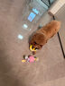 HELLOJOY狗狗玩具 耐咬磨牙棉绳球套装宠物幼犬小狗玩具自己玩解闷5件套 实拍图