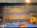阔庭（KUOTING）鱼缸水族箱生态桌面鱼缸新款懒人鱼缸过滤制氧一体机黑色【大号】 实拍图
