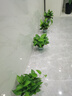 双盟绿萝盆栽除甲醛花卉绿植办公室新房净化空气180加仑4盆装源头直发 实拍图