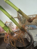 喜艺带根转运竹水竹富贵竹植物水养开运竹子盆栽客厅室内招财水培绿植 转运竹弯竹-50厘米-9支 不含瓶 实拍图
