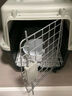 波奇多 宠物航空箱猫狗大容量空运箱 托运航空箱 小号(建议12斤内宠物) 实拍图