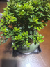 开时果 小叶赤楠盆景摆件 办公室桌面绿植花卉好养盆栽植物源头直发包邮 【热销款】哥窑浸墨盆+苔藓+底座 实拍图