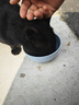 海洋之星冰川三文鱼烘焙猫粮 幼猫成猫粮美毛 布偶蓝猫全价鲜肉粮1.5kg 实拍图
