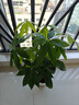 叹为观止大型独杆发财树庆典乔迁盆景绿植办公室盆栽客厅大型植物 辫子发财树0.5-0.6米 含盆 实拍图