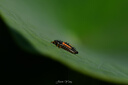 腾龙（Tamron）F072S 90mm F2.8 Di III MACRO VXD定焦微距镜头 人像昆虫花草口腔 全画幅微单镜头(索尼全幅E口) 实拍图