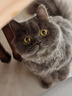 多特思(DOTUS) 猫零食猫条混合口味15g*55支整桶装成猫幼猫咪零食湿粮 实拍图