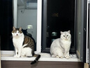谷登经典羊奶粉200g/瓶 初生新生猫咪幼猫孕猫母猫老年猫全阶段康复 实拍图