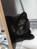 卫仕营养化毛膏120g 狗狗猫咪微量元素维生素鱼油去毛吐毛化毛球片 实拍图