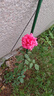 沫澄3颗 耐寒蔷薇花苗爬藤四季开花室内盆栽室外藤本月季花卉易活植物 03大游行 精品花苗 不含盆 实拍图