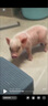 暮秋小主【猪猪侠同款】宠物小香猪活体幼崽家养纯种迷你猪活物可爱萌宠 暹罗粉红猪（公） 实拍图