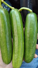 农大姐妹水果黄瓜 水果小黄瓜 新鲜荷兰水果黄瓜 应季蔬菜 水果小青瓜 5斤 实拍图