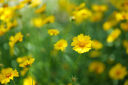 松下85mm F1.8全画幅微单相机中焦定焦大光圈镜头（Panasonic）（S-S85）L卡口 实拍图
