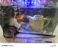 YEE鱼缸鱼捞渔捞水族箱抄网捞鱼网兜圆方形手抄鱼网小鱼网养鱼用品 黑色小号8.5×7.5长26cm（少许误差） 实拍图