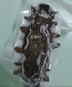 久年大连即食海参500g8-12只 固形物超80% 冷冻辽刺参 生鲜海鲜盒装 实拍图