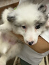 憨憨乐园 宠物用品狗窝猫窝狗垫子小型犬泰迪宠物窝狗床猫咪四季垫L号 实拍图