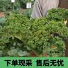 新鲜羽衣甘蓝时令西餐沙拉榨汁果汁健康轻食农家甘蓝 【寿光直发】净重2斤 实拍图