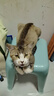 伟嘉成猫猫粮 夹心粮10kg牛肉味全价猫粮 亮毛均衡营养布偶蓝猫猫粮 实拍图