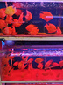 菲罗多（ferodo）陶瓷刹车片后片 适用上汽荣威360名爵GT 1.4T 1.5L FDB4903-D 实拍图