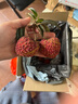 杞里香 莲子420g 湘潭磨皮通芯白莲子 莲子茯苓芡实怀山药四神汤原料 去皮去芯莲子羹食补干货煮粥煲汤 实拍图