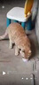麦斯蒂宠物猫咪零食猫罐头鸡丝浓汤补水成幼猫营养湿粮 85g*8罐 实拍图