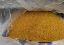 十月稻田 黄小米 1kg 小米粥 五谷杂粮 小黄米 粗粮 早餐粥米 2斤 实拍图
