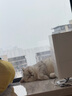 雷蛇（Razer）北海巨妖萌猫版V2 有线头戴式电竞游戏耳机耳麦 网红猫耳 RGB灯效 CSGO 黑色 适配三角洲行动 实拍图