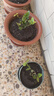 茉莉花苗盆栽带花苞九里香老桩花卉植物室内浓香四季开花好养 大份茉莉花【4-6颗】花苞饱满 实拍图