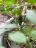 农耕潍育 辣椒苗樟树港带土盆栽蔬菜苗 樟树港辣椒苗+50g肥源头直发包邮 实拍图
