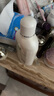 妇炎洁女性妇科私处洗液 护理液植物本草抑菌洗液 380ml*2+冲洗器 实拍图