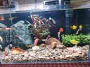 鱼缸背景贴纸缸外静电水族箱专用纯黑色背景壁纸玻璃底部装饰贴膜 鱼缸背景贴【自粘有胶款】赠工具 30厘米宽1米长 实拍图