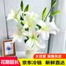 吉米鹿香水百合鲜花云南基地鲜切花束A级【白色20朵+送2朵】源头直发 实拍图