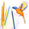 辉柏嘉（Faber-castell）水溶性彩铅笔彩色铅笔36色手绘涂色专业美术生绘画笔套装美术写生 实拍图