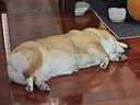 鑫安消石康猫尿结石尿结晶狗利尿通宠物尿道炎膀胱结石排石尿血利尿药 结石套餐：泌塞克+恩多诺+消石康 实拍图
