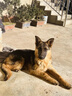 赛狮土狗狗粮通用型幼犬成犬10斤装中华田园犬家狗中大型犬粮40斤 【土狗专用】10斤装/高钙壮骨 实拍图