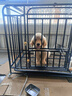 朗亲 狗粮20斤拉布拉多泰迪成犬幼犬小型中型大型犬通用狗干粮10kg 实拍图