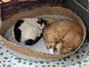 顽皮（Wanpy）双鲜猫粮4.0 冻干鸡肉&三文鱼双拼猫粮12kg 实拍图