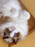 佳乐滋消臭珠猫砂伴侣可混合豆腐猫砂膨润土猫砂使用 淡雅花卉香型450ml 实拍图