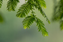 索尼（SONY）FE 70-200mm F2.8 GM OSS II 全画幅远摄变焦G大师镜头(SEL70200GM2) 实拍图