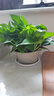 绿萝盆栽室内客厅绿植花卉 家用净化空气绿箩植物吸除甲醛吊兰 高26CM【原盆+托盘】1盆+肥 实拍图