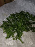 沃绣 蚕宝宝当天发货 活蚕宝宝蚕卵小蚕彩色蚕新鲜桑叶学生养蚕套装 桑叶1斤送结茧网/发顺丰 实拍图