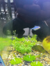 派乐特鱼缸溪流石底砂造景底沙子水草装饰雨林铺底石头子缸生态5斤 实拍图