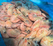 美加佳头籽熟冻北极甜虾净重3斤 90/120规格 头籽率95% 熟冻甜虾 实拍图