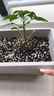 原起点辣椒苗朝天椒秧苗杭椒螺丝椒线椒牛角尖二荆条四季阳台蔬菜苗种子 【1棵】线椒苗 实拍图