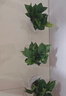 双盟 绿萝盆栽除甲醛花卉绿植办公室新房净化空气110款10盆装源头直发 实拍图