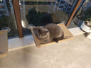 憨憨乐园猫吊床猫咪吊床玻璃吸盘式猫架阳台吊篮悬挂宠物猫窝窗户吊床用品 实拍图