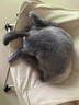 愛肯拿（ACANA）猫粮 海洋盛宴成猫幼猫粮 全价通用无谷进口鱼肉粮5.4kg效期26/3 实拍图