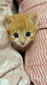 冠能猫粮幼猫猫粮3周-12月龄2.5kg 全价猫粮 添加牛初乳 增肥发腮 实拍图