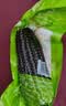 山西精品黑糯玉米 真空包装 当季头茬黑玉米黑珍珠甜糯玉米粘玉米 黑糯玉米4棒 单棒＞220g 实拍图
