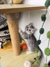 玫斯猫粮（metz）幼猫/成猫猫粮猫全猫粮增肥奶糕英短美短全价美毛 全猫粮1.5kg 实拍图